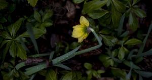 My View: It may have its up and downs, but spring is glorious in WNY