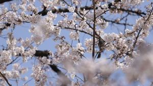 Top 10 U.S. Cities for Cherry Blossom Festivals and Viewing in 2026: Washington D.C. Peaks