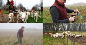 Could Norfolk's hunts be out-foxed by trail hunting ban?