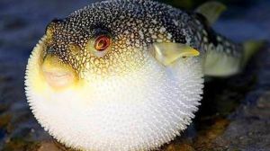 Balon Balığı Sevgililer