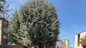 Vigevano, trovano nidi tra i loro rami: così si salvano due cedri maestosi