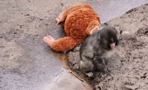 (VIDEO) 5 Fun Facts About Punch the Monkey: Viral Baby Macaque Captivates the World