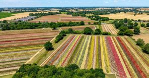 Rare chance to wander among 1.5 million roses in bloom in Norfolk
