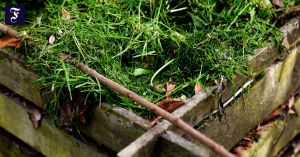 Die Kerne lügen nicht