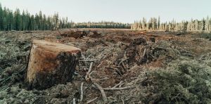 Why forest loss is making our watersheds leak rain