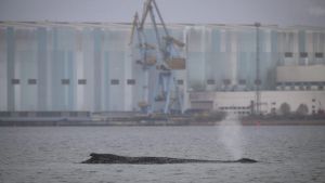 So viel Aufwand für einen Wal? Ja, so viel Aufwand, bitte