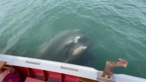 Venezia, enorme pesce luna passa vicino ai vogatori: il video