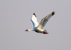 Birdwatching in Argentina: Mar de Ansenuza