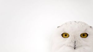 40 soorten toegevoegd aan lijst beschermde wilde dieren