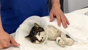 Gattina stuprata, la lotta di Rosi per non morire: gli ultimi aggiornamenti e le indagini per trovare il mostro