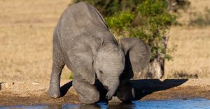 How Forest Guardians in Wayanad Are Using Water and Vigilance to Keep the Wild Alive