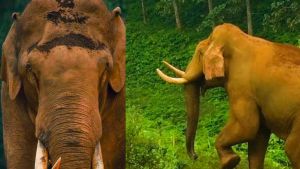 'മദപ്പാടിൽ അലഞ്ഞ ചില്ലിക്കൊമ്പനെപ്പോലും ഭയക്കാതെ എന്തിനാവാം പാതിരാത്രി അയാൾ അവിടെയെത്തിയത്?’