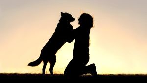 Wie lange leben Mensch und Hund schon zusammen? Neuer DNA-Fund sorgt für Überraschung