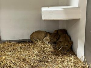 4 lions arrive at Haifa zoo amid species conservation efforts