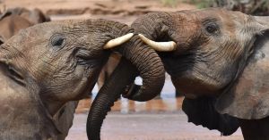 AI Is Uncovering The Hidden Social Lives & Communication Of Animals