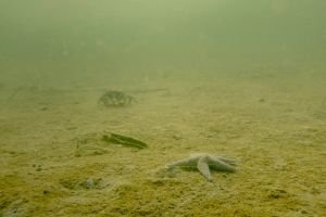 Borgerlig politik er ikke borgerlig, hvis den ikke også er grøn