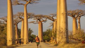 Quante leggende intorno al Madagascar