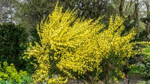 La citisina fra pro e contro: cosa dicono gli studi sul farmaco per smettere di fumare, quali sono gli effetti collaterali