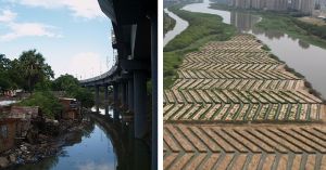 Inside the Revival of a Garbage-Choked Canal in Tamil Nadu With 20000 Mangrove Plants