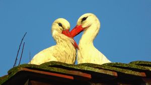 In Radolfzell setzen sich Menschen für den Schutz von Störchen ein - sowohl vor Ort als auch international