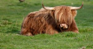 TikTok-famous Highland cows return to Norfolk home after winter getaway