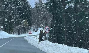 Fotografija, ki je nasmejala Hrvate: Kaj je medved počel ob prometnem znaku?