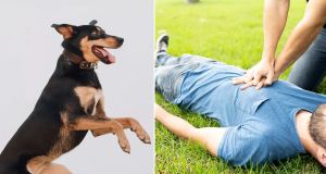 Dog in Madrid leaves people stunned after performing impressive CPR drill