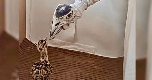 Inside a Rajasthan Centre Where Great Indian Bustards Are Raised Carefully for a Return to the Wild