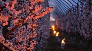 Mit Feuer gegen den Kältetod: Wie Landwirte am Bodensee Aprikosen und Kirschen vor Frost schützen