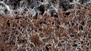 How Regenerative Technologies Help All