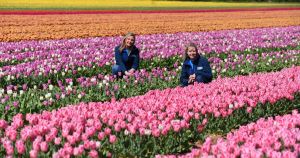 Rare chance to walk through Norfolk's famous tulip fields revealed