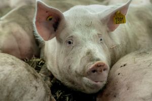 Forskere efter grisevalg: Hvis vi vil skabe reelle forbedringer for grisene, er vi nødt til at gentænke hele systemet