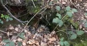 Python dies after being dumped at woodland in Norwich