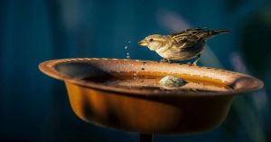 A Bowl of Water Can Save a Life: Why Birds Need Us This Summer