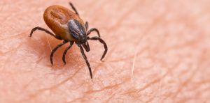 Ticks are the backyard threat southwestern Pennsylvania homeowners keep ignoring
