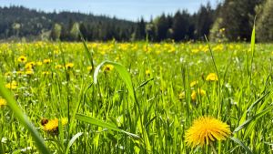 Frühlingsausflüge im Schwarzwald: Diese Ziele lohnen sich jetzt besonders