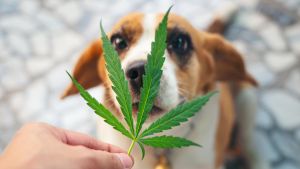 Hund frisst Cannabis: Ist das lebensgefährlich?