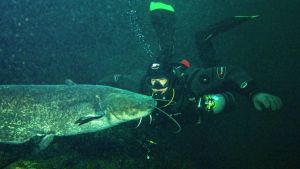 „Die Tiere schnellen auf und ab“: Forscher entdecken unbekannte Tauchtechnik beim Wels im Bodensee