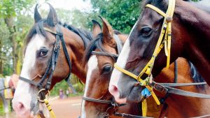 Matheran’s veterinarian issue must be addressed