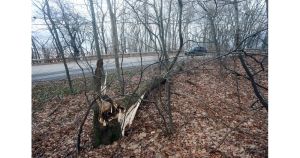 Защо пазим дърветата убийци