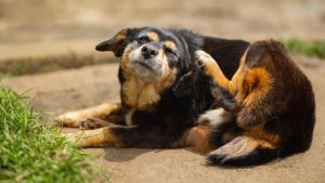 Gefahr beim Gassigehen: Diese Fuchskrankheit kann auf Hunde und Menschen übertragen werden