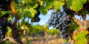 L’ADN a parlé : la culture de la vigne en France date de plus de 4 000 ans