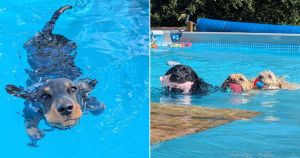 New pool parties for dogs announced at venue that appeared on TV