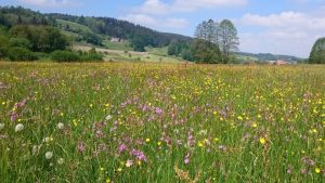 Mehr Natur vernetzen: Gemeinde macht Tempo beim Biotopverbund