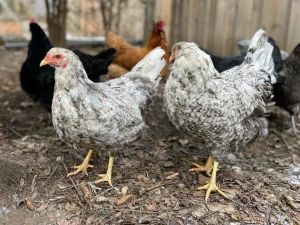 Ford: Feelings ruffled by backyard chicken coops