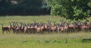 Opinion: Too often farms are encouraged to see each other as competitors