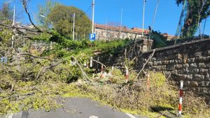 A Trieste raffiche di bora oltre i 110 km/h, crolla un albero in via Mameli