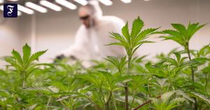 Die Teillegalisierung muss rückgängig gemacht werden