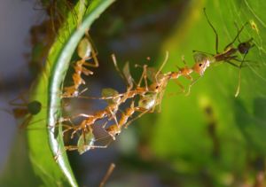 Israeli lab decodes the building talents of a tropical ant