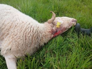 Deux troupeaux de brebis attaqués en Béarn : onze bêtes mortes, le loup suspecté